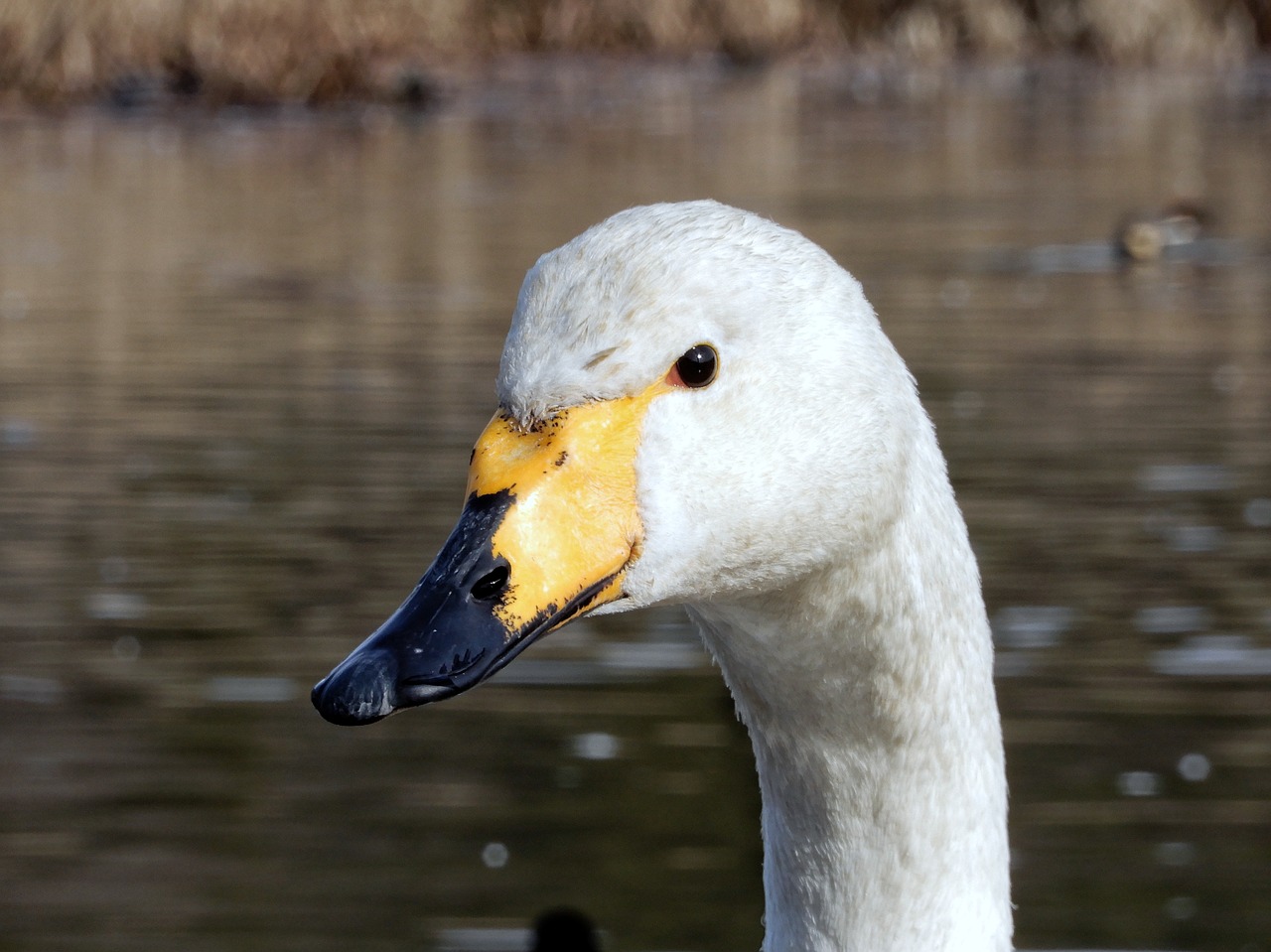 animal swan waterfowl free photo