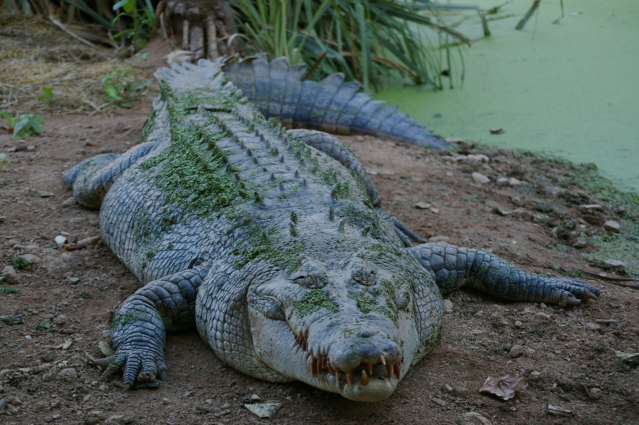 animal crocodile wild free photo