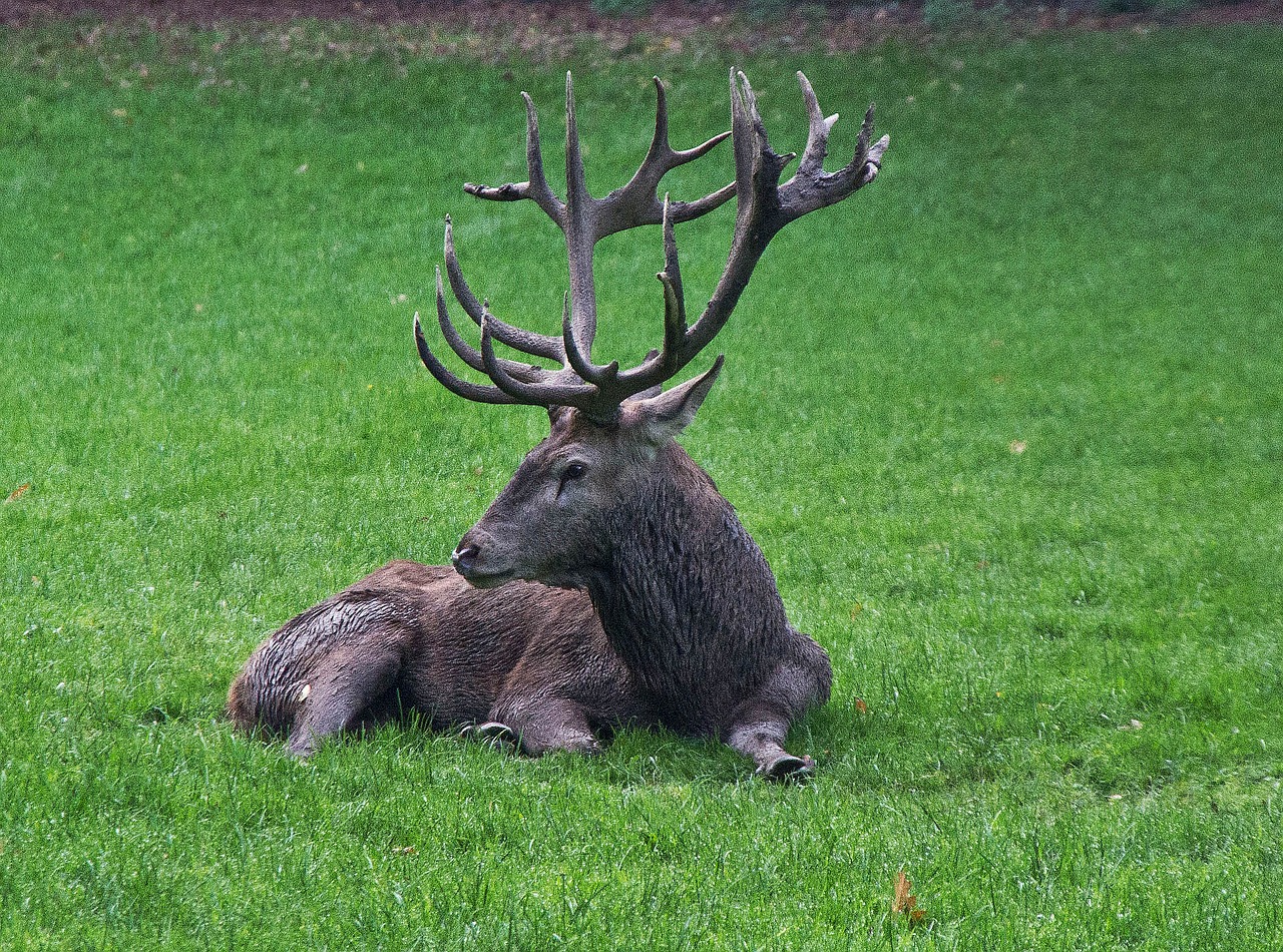 animal hirsch forest animals free photo