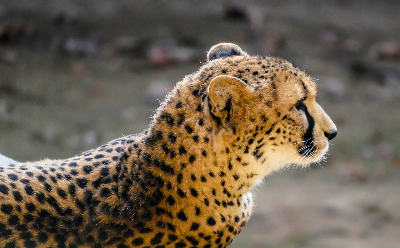 animal predator cheetah free photo