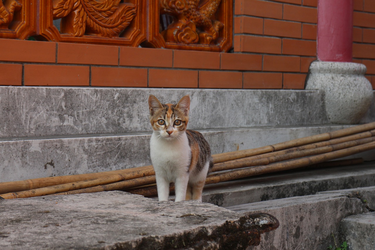 animal cats temple free photo