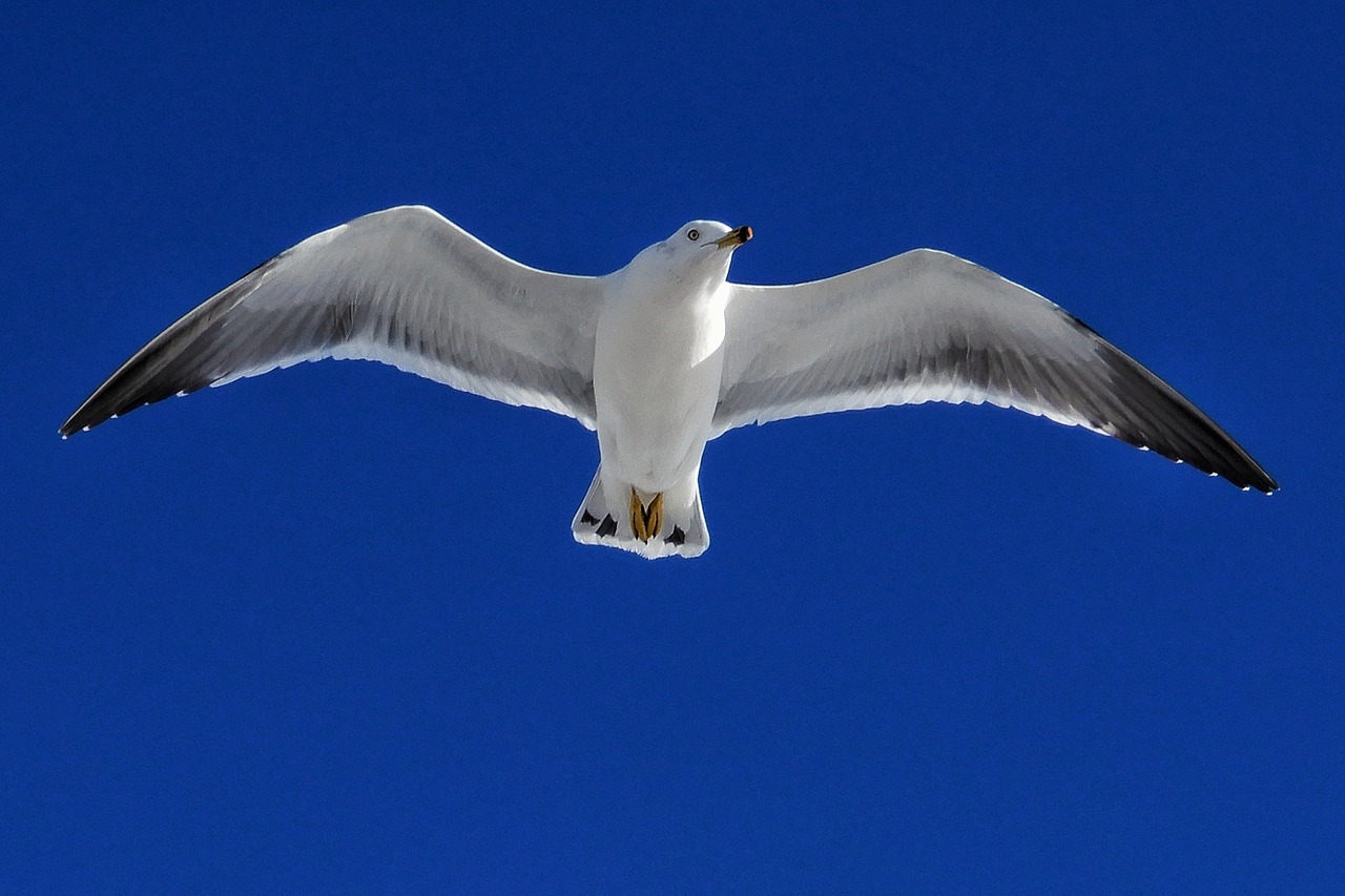animal sky seagull free photo
