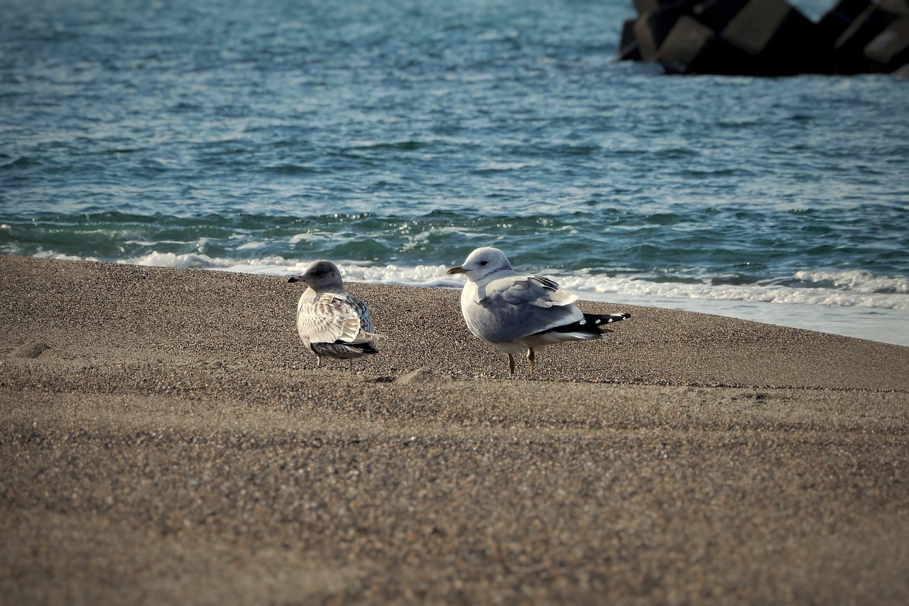 animal sea beach free photo