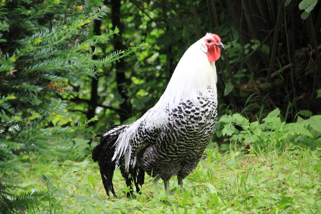 animal hahn poultry free photo