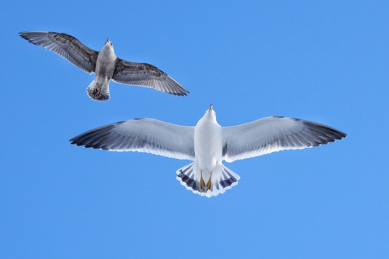 animal blue sky sea gull free photo