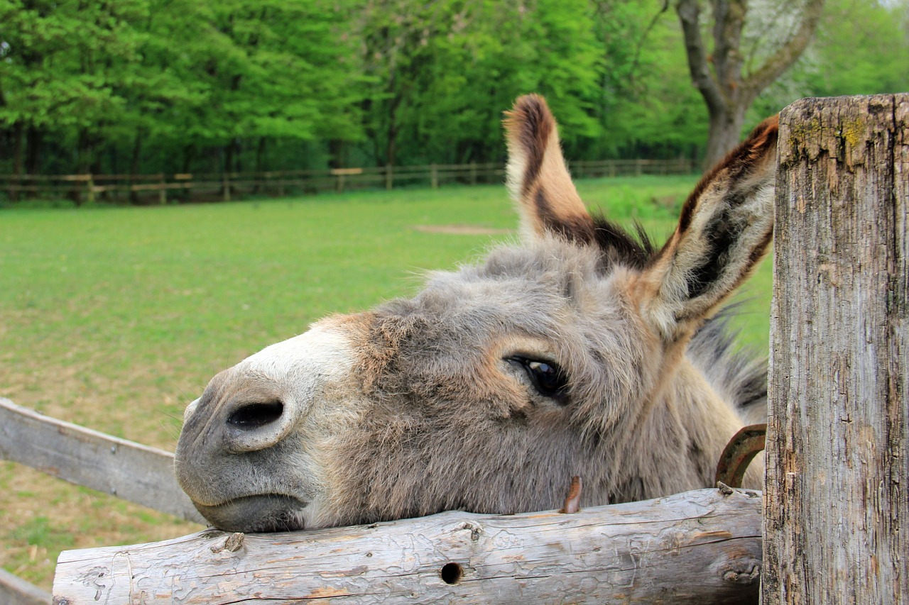 animal donkey head free photo