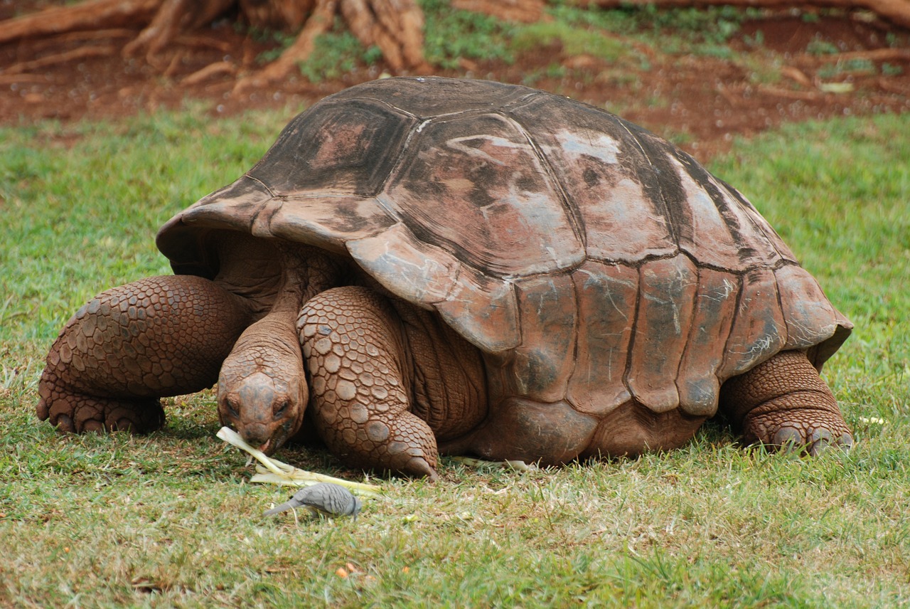 animal tortoise land turtle free photo