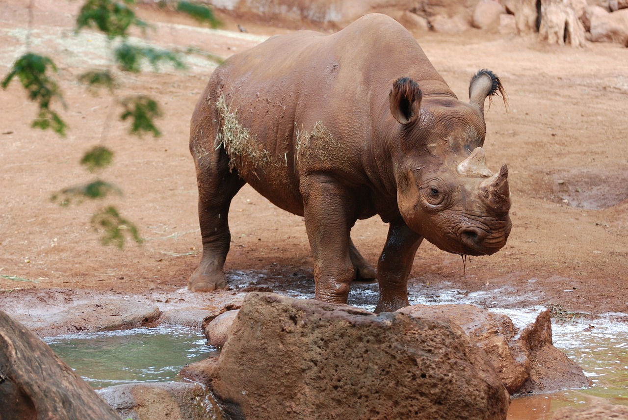animal rhino beast free photo