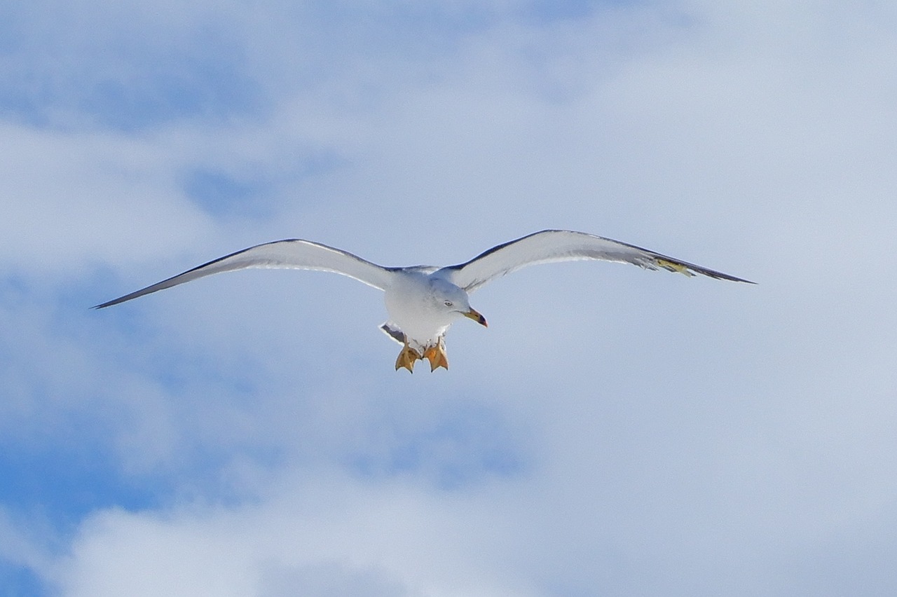 animal sky cloud free photo