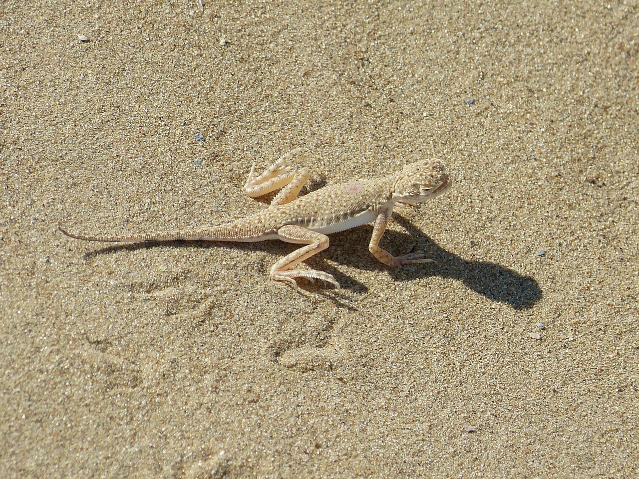 animal lizard disguised free photo