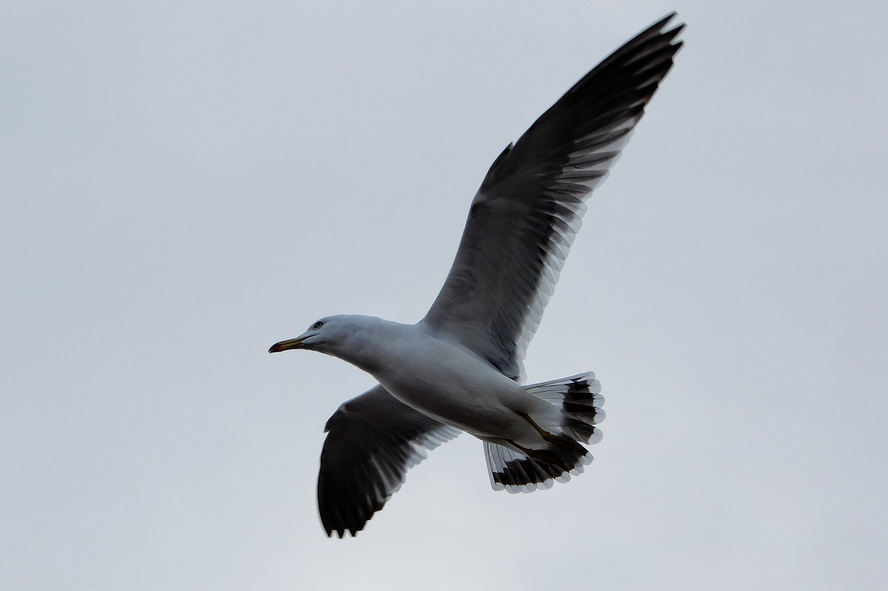 animal sky sea gull free photo