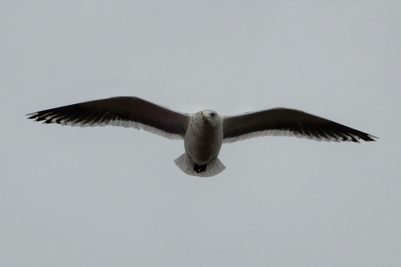 animal sky sea gull free photo