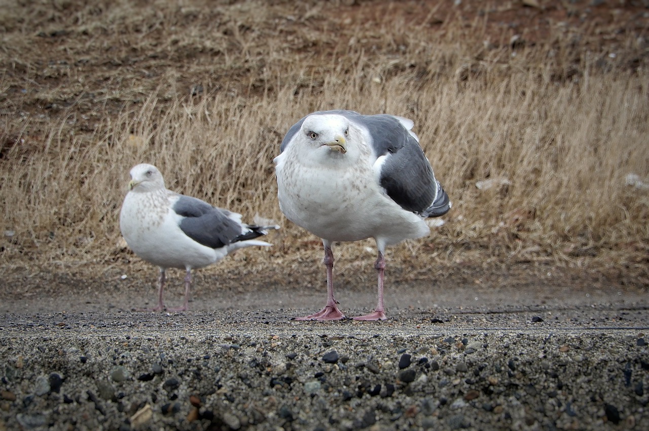 animal beach promenade free photo