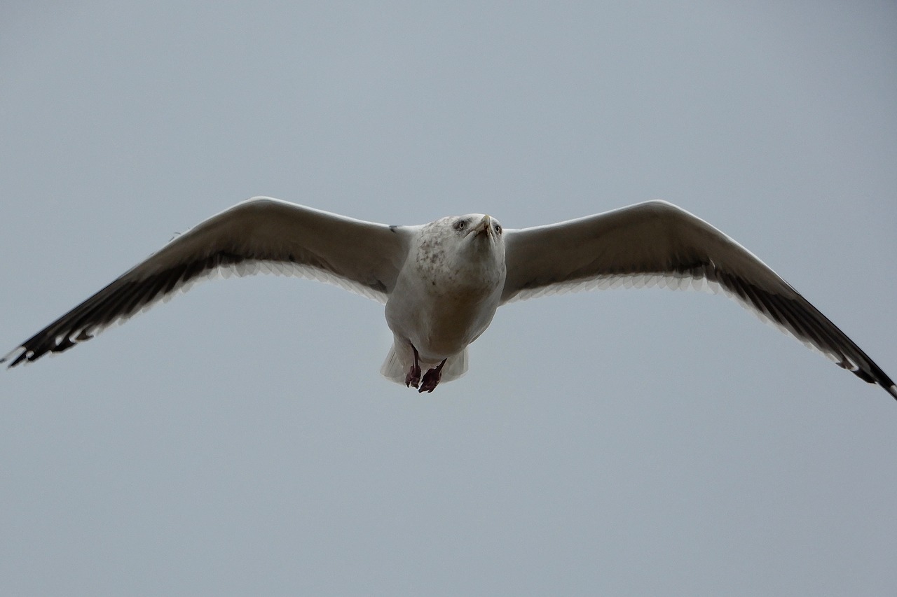 animal sky sea gull free photo