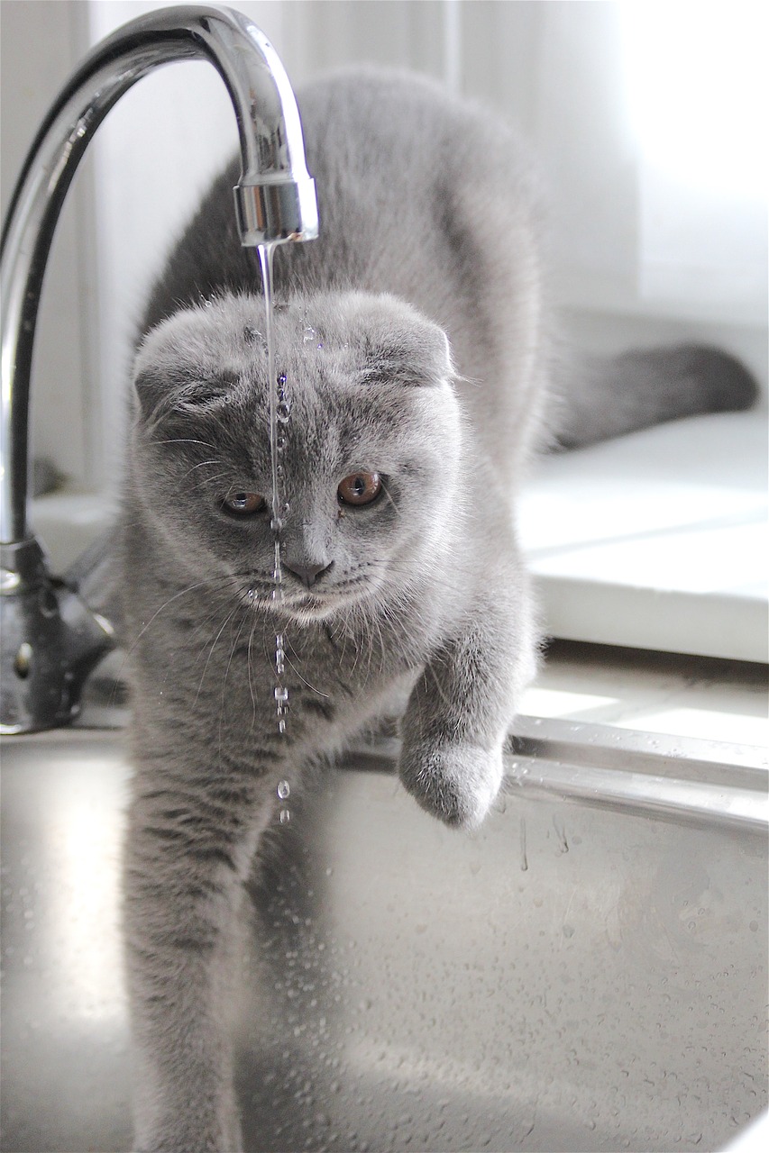 animal domestic cat water free photo