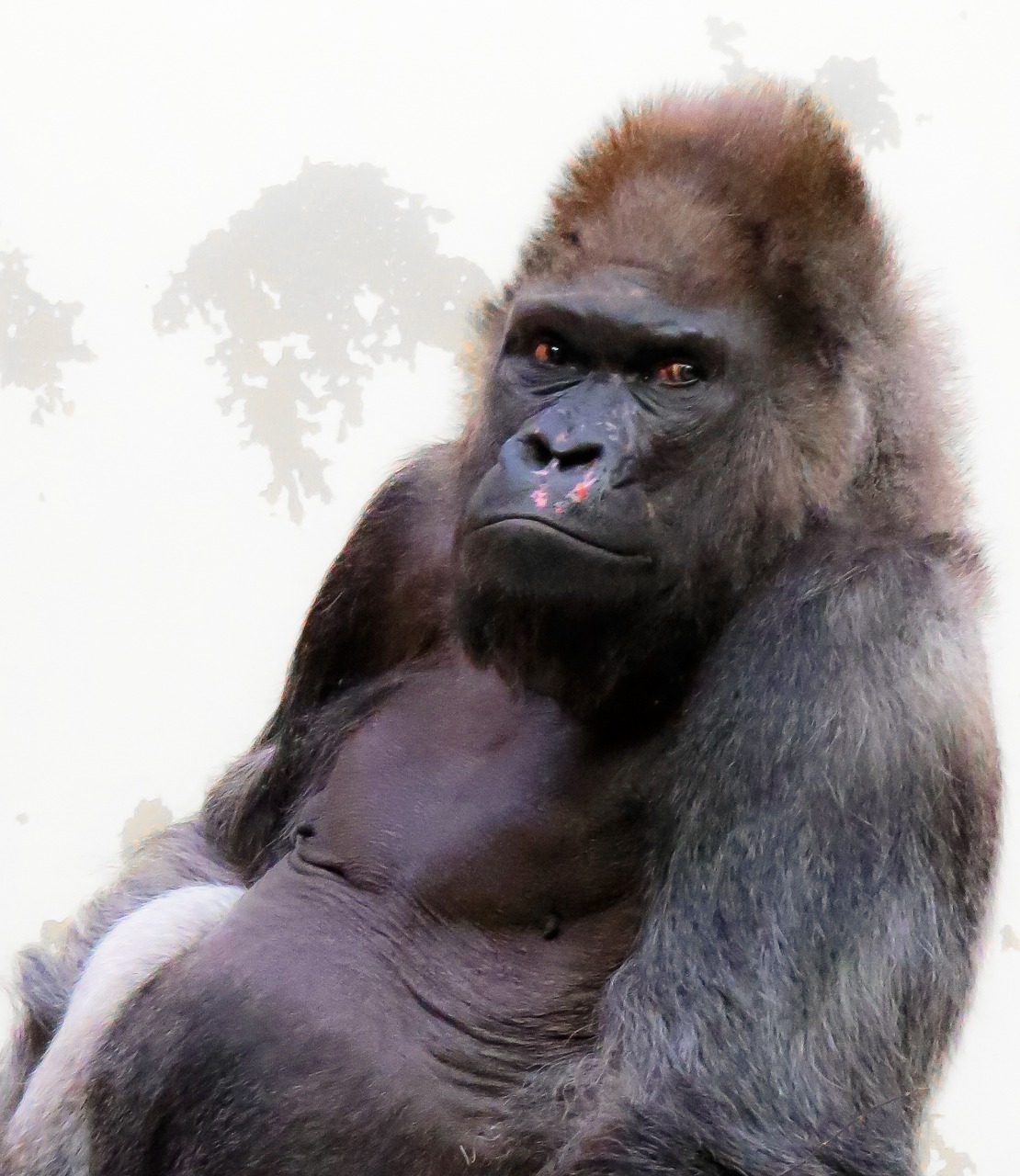 animal monkey gorilla free photo