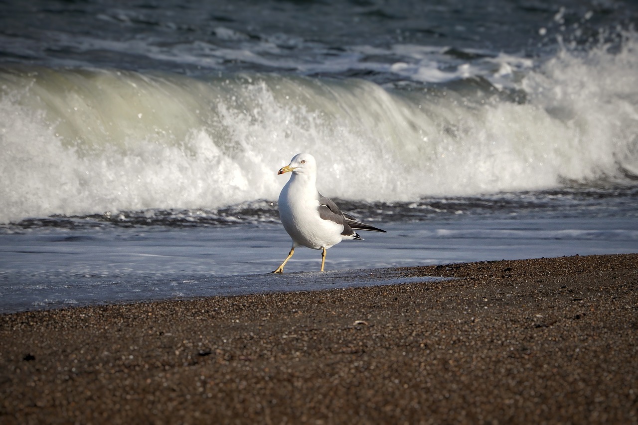 animal sea beach free photo