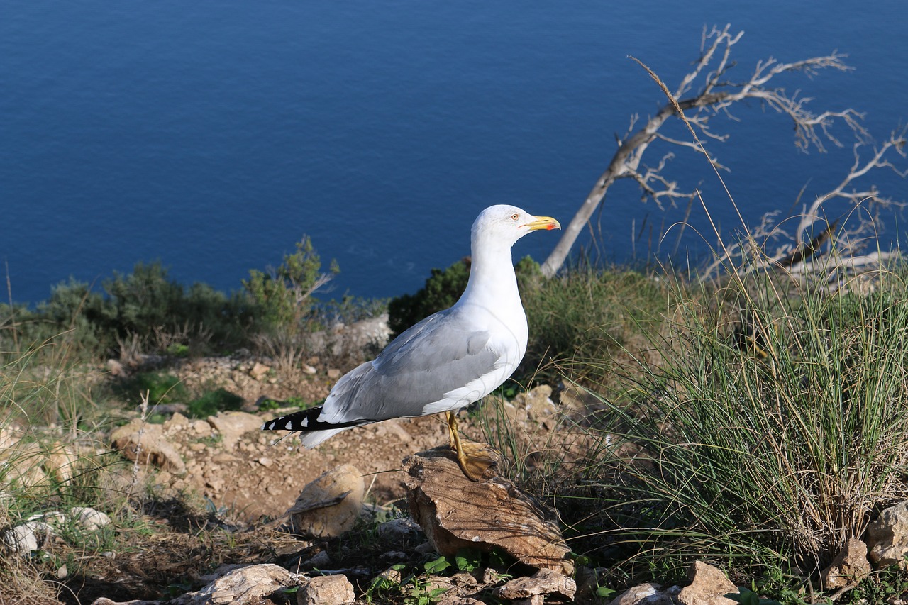 animal seagull bird free photo