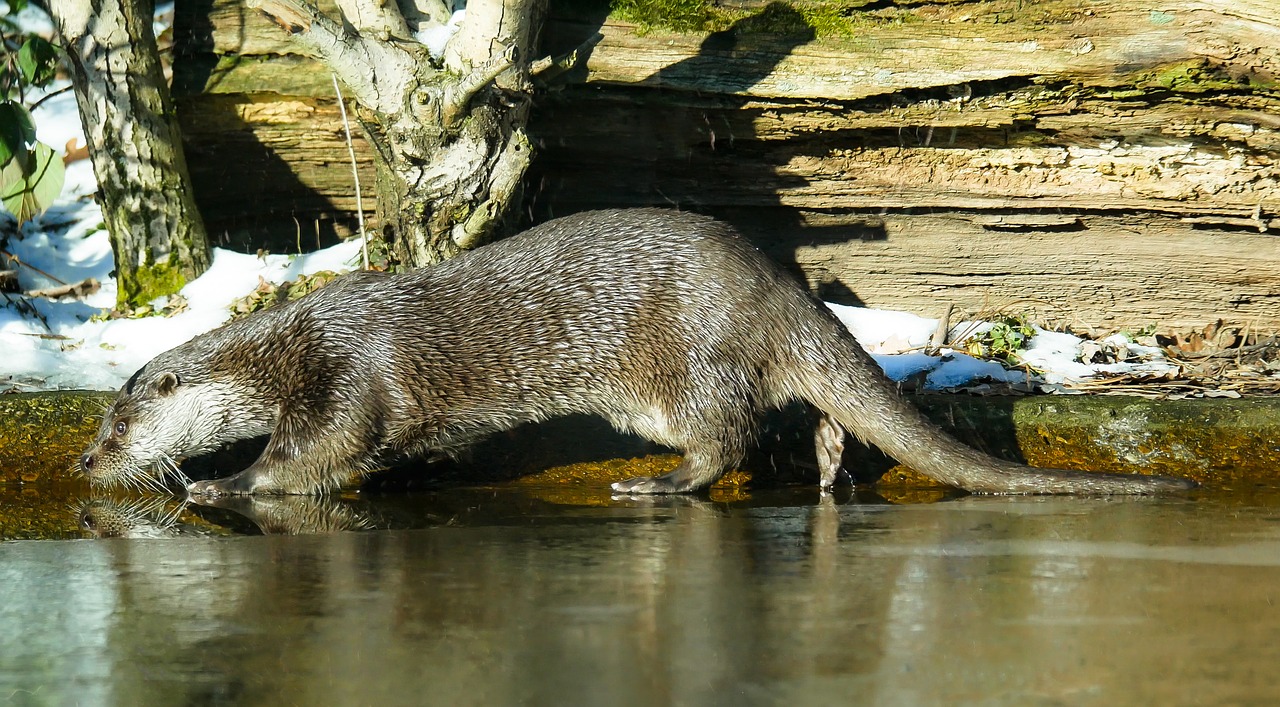 animal otter water free photo