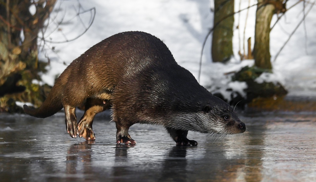 animal otter water free photo