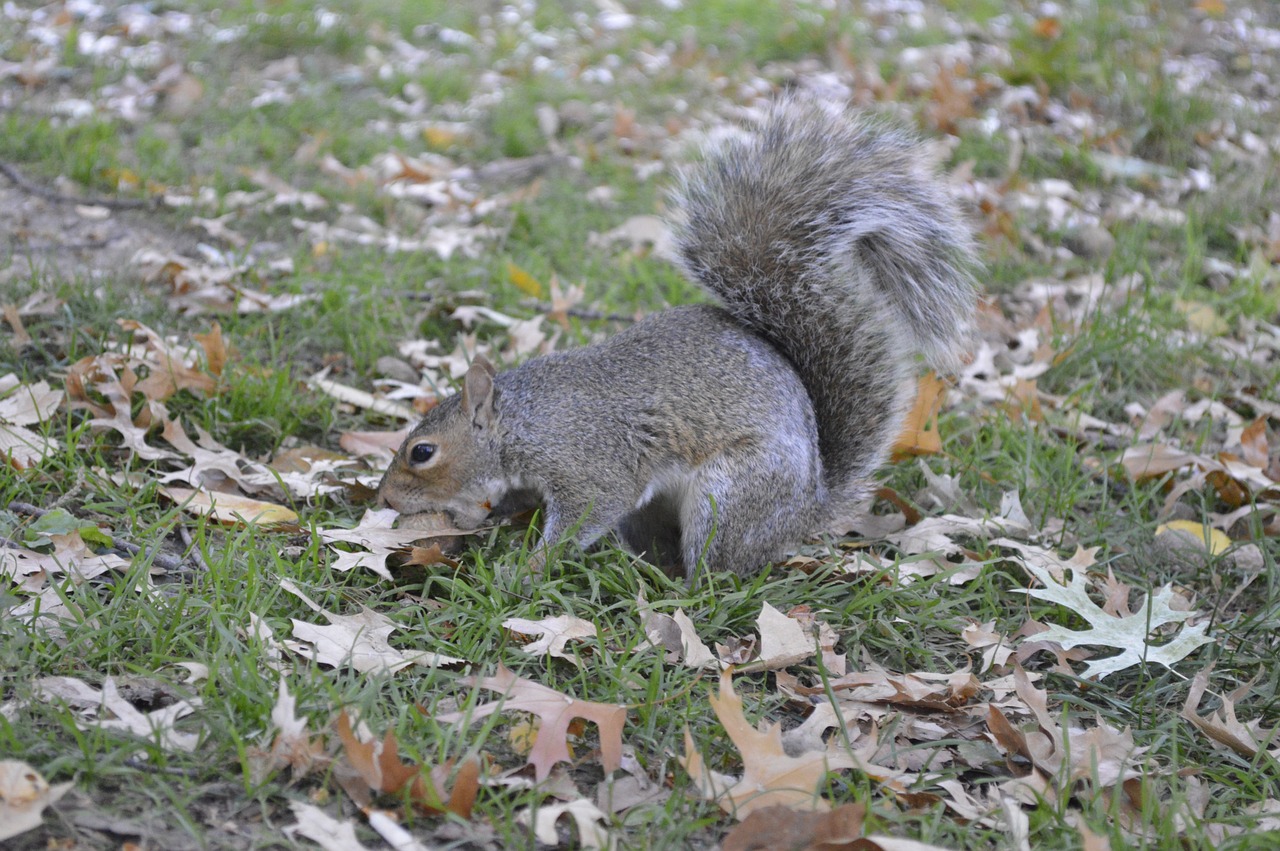 animal squirrel rodent free photo