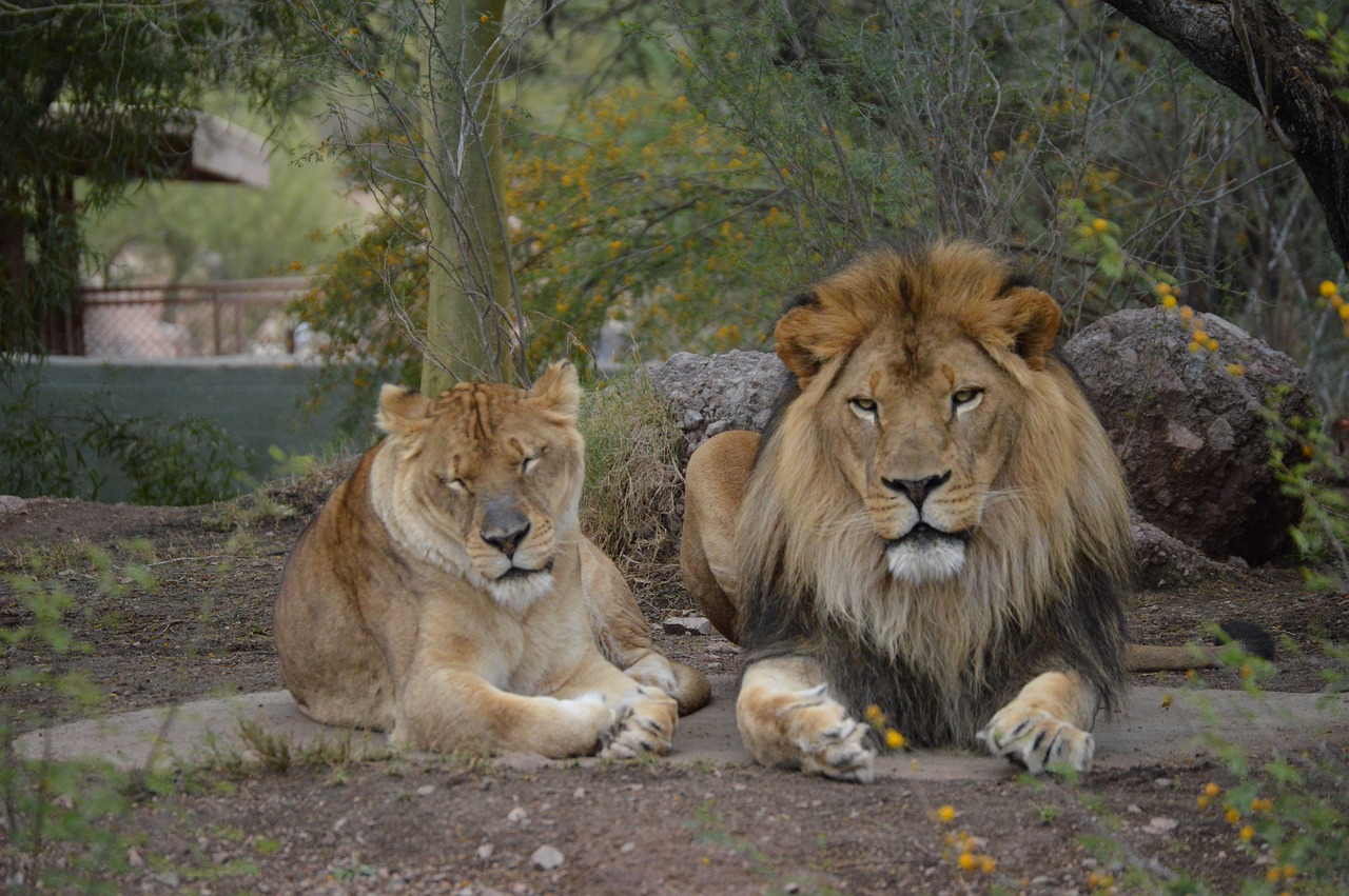 animal lion wild free photo