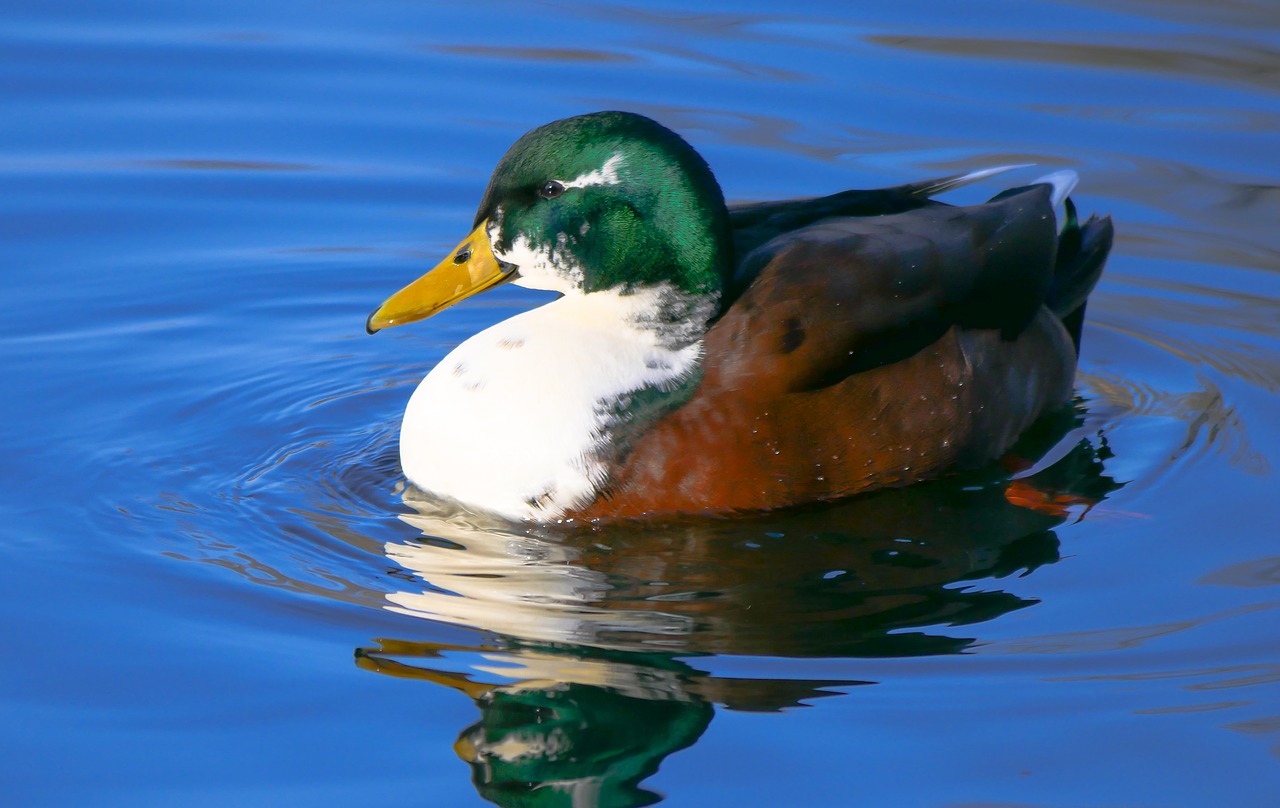 animal duck drake free photo