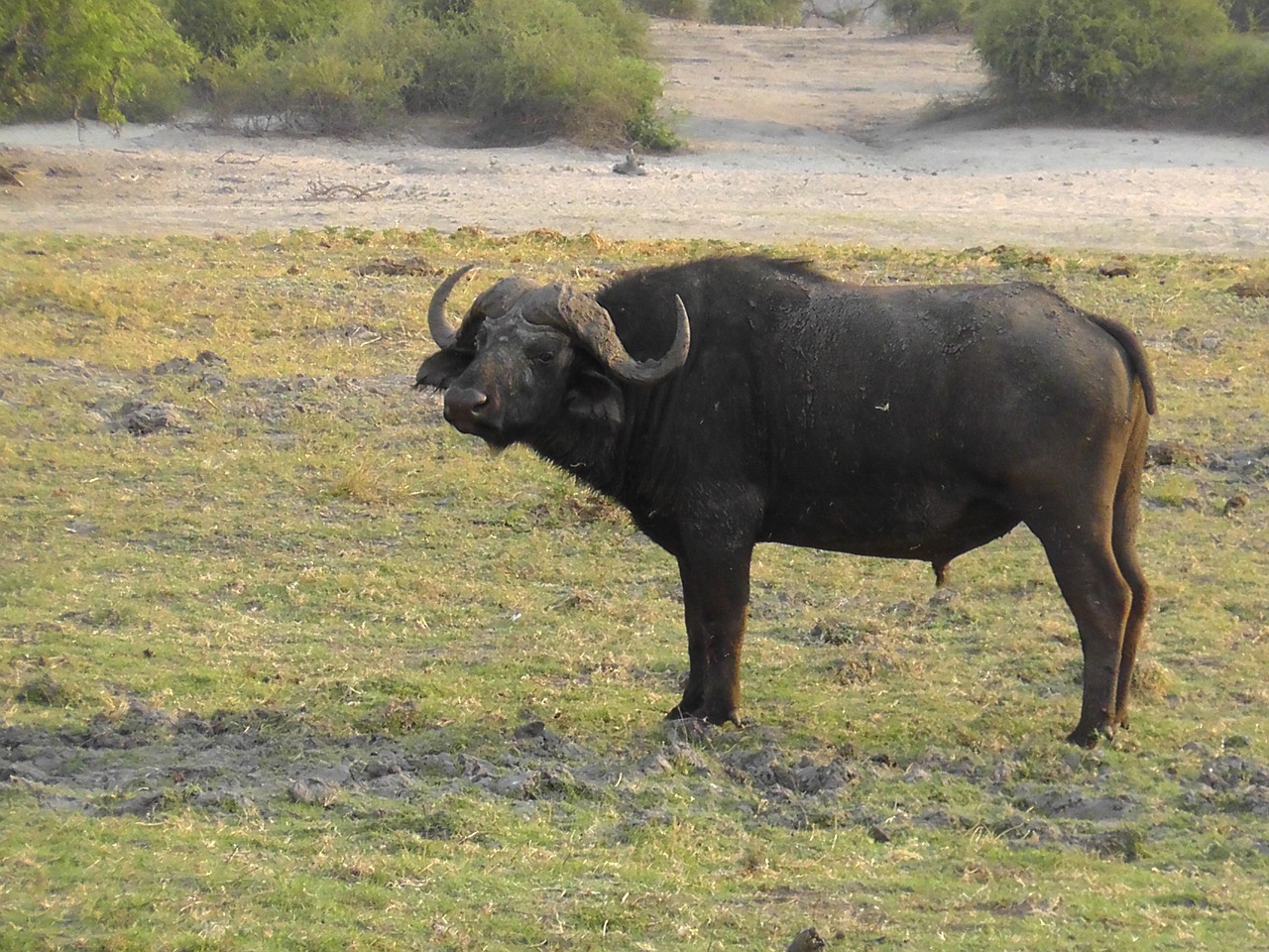 animal africa safari free photo