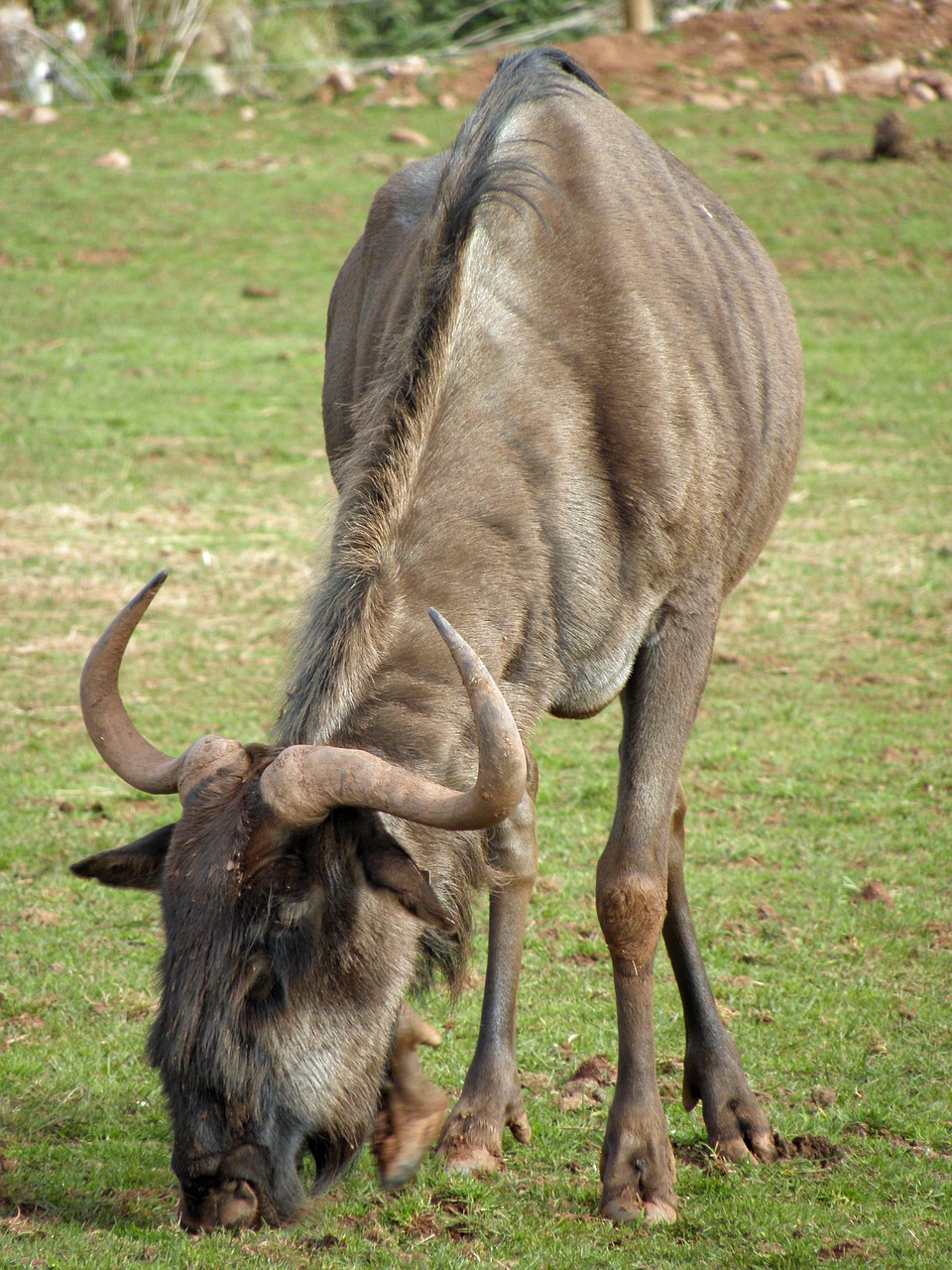 animal wildlife wildebeest free photo