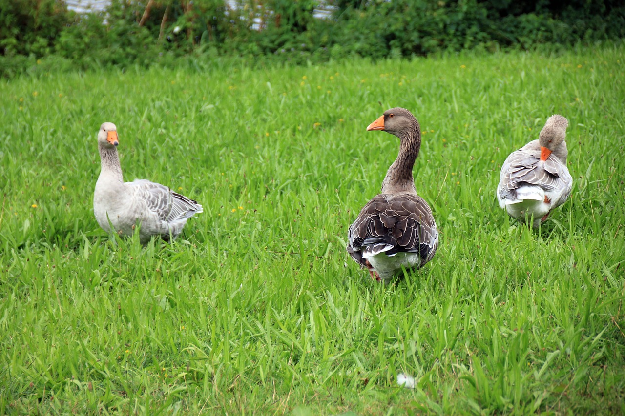 animal goose geese free photo