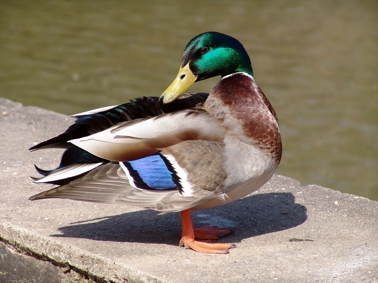 animal bird duck free photo