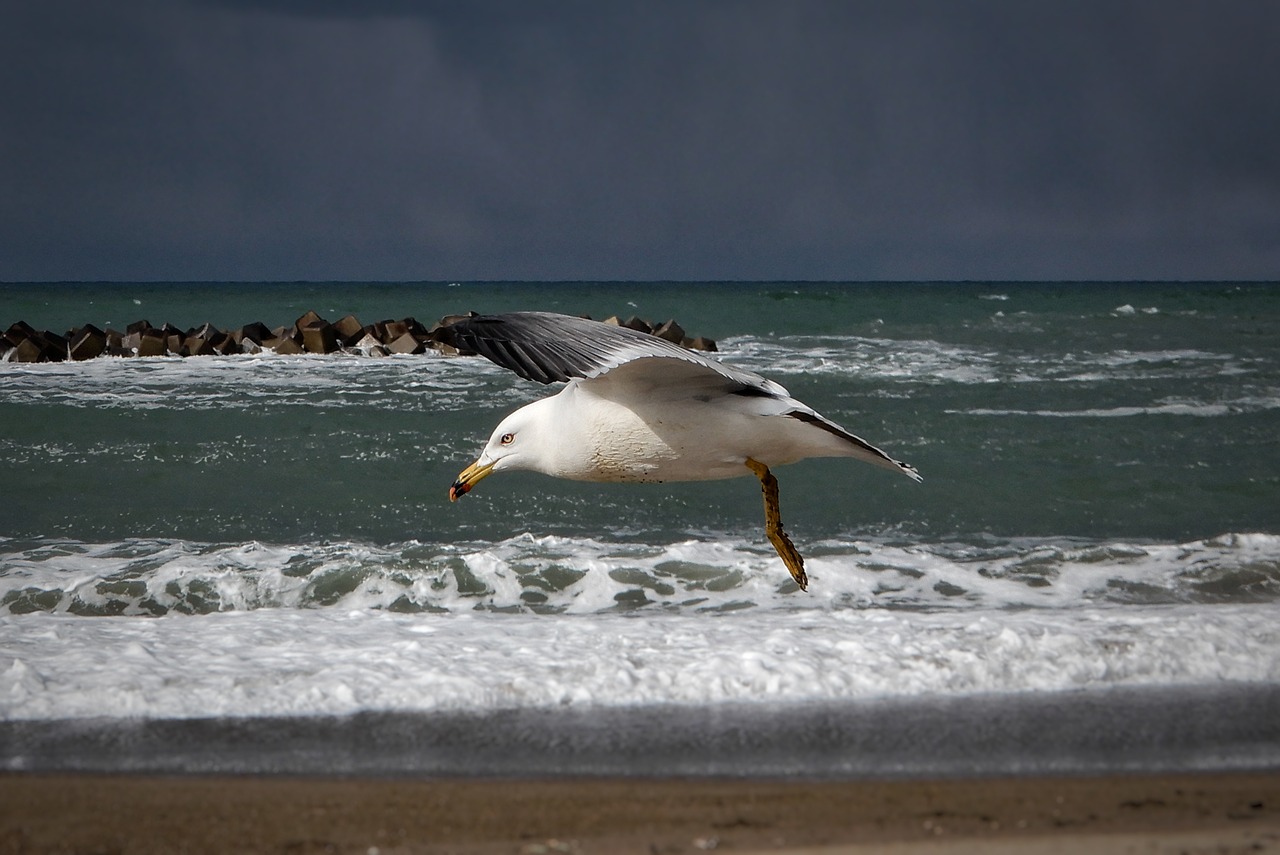 animal sea beach free photo