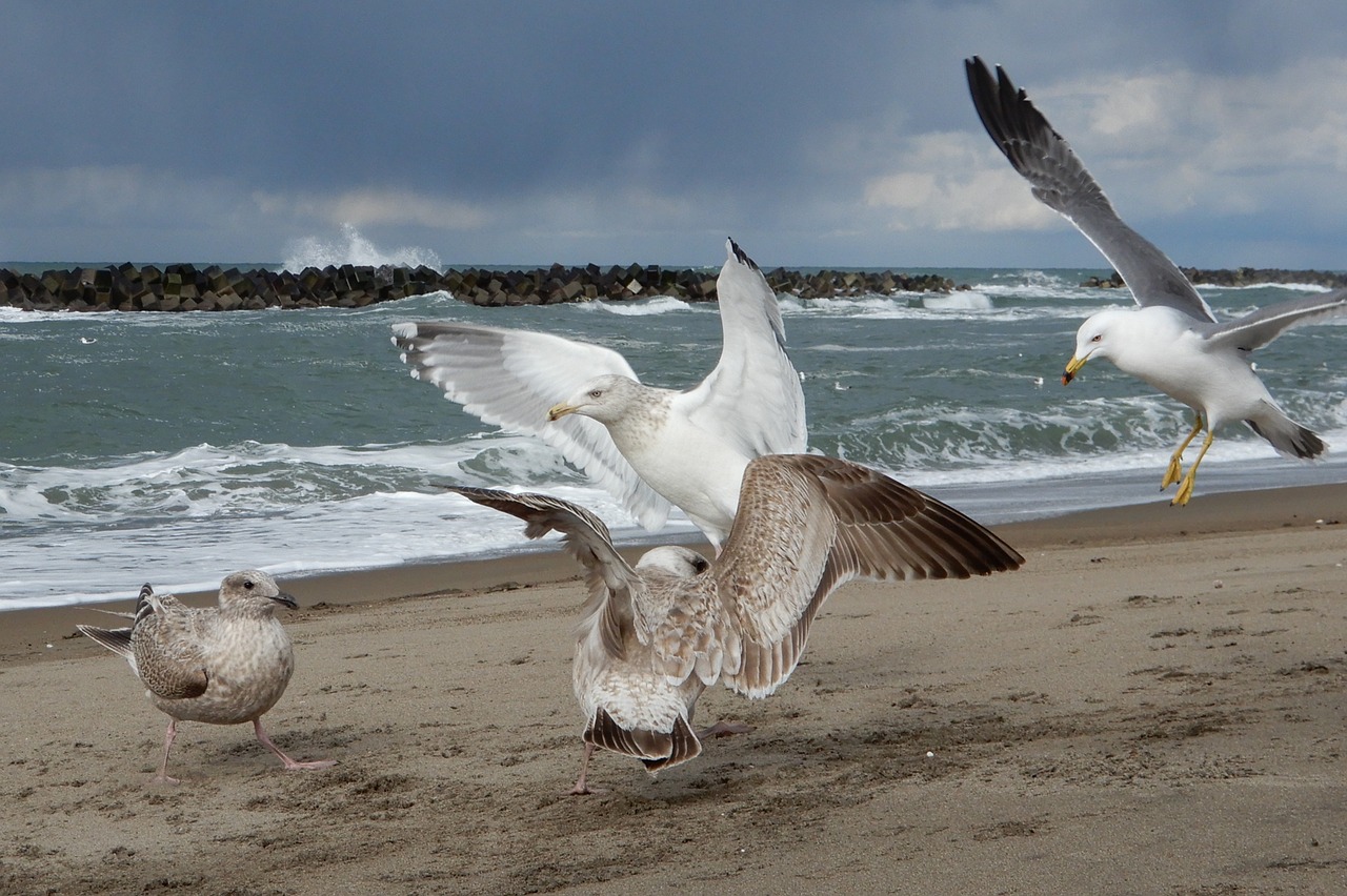 animal sea beach free photo