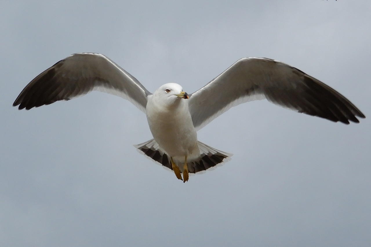 animal sky beach free photo