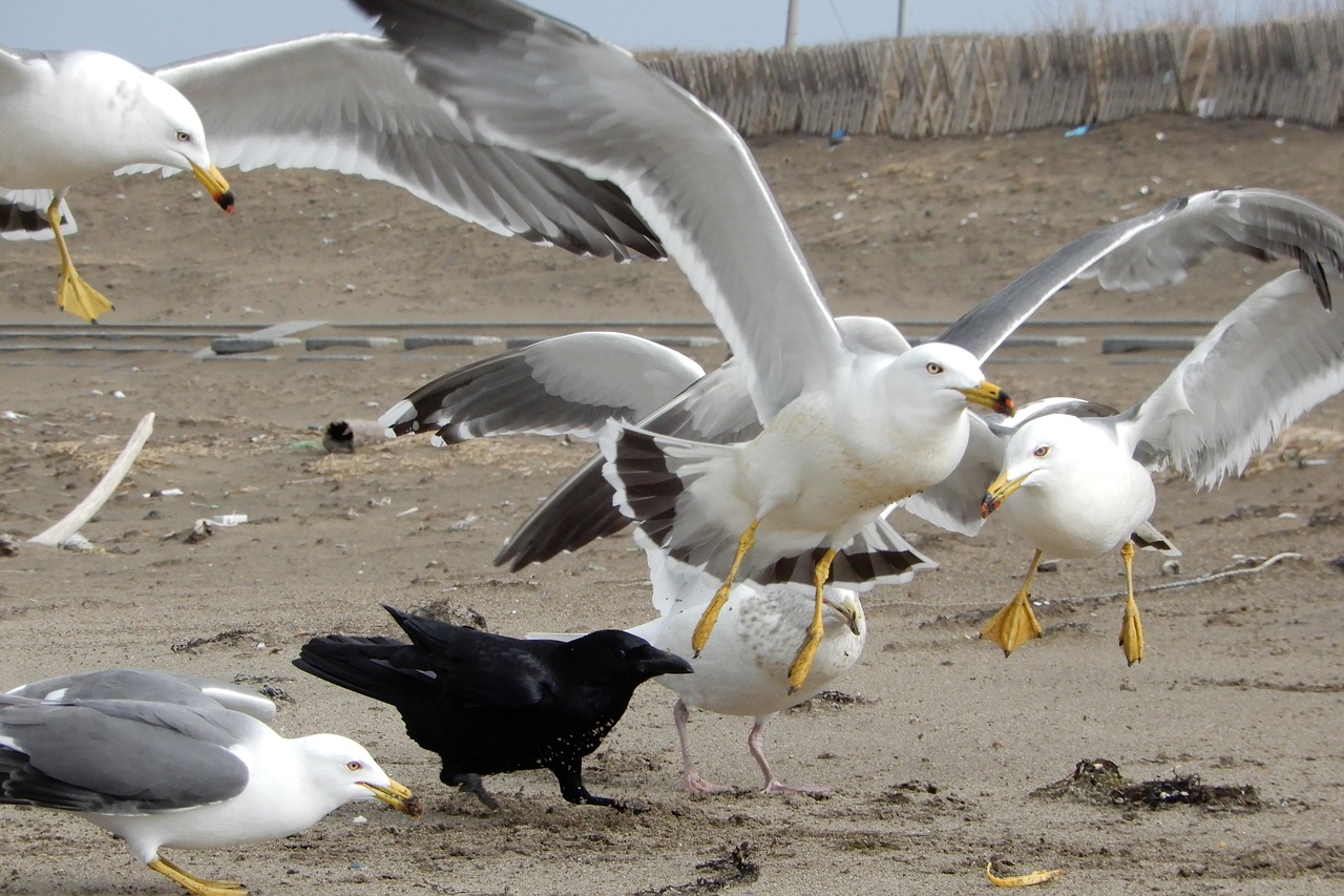 animal sea beach free photo