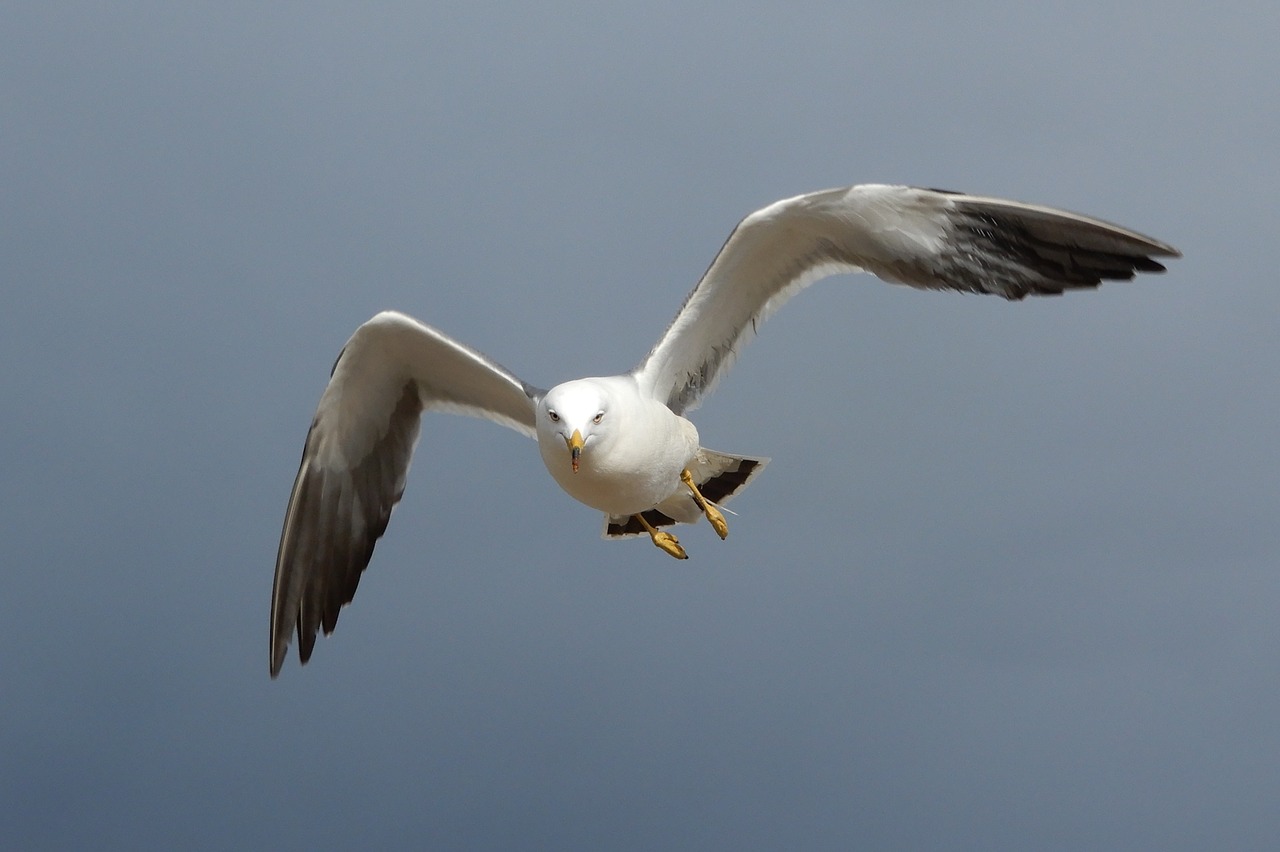 animal sky beach free photo