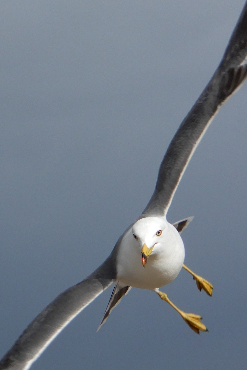 animal sky beach free photo