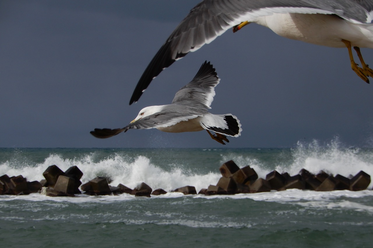 animal sea beach free photo