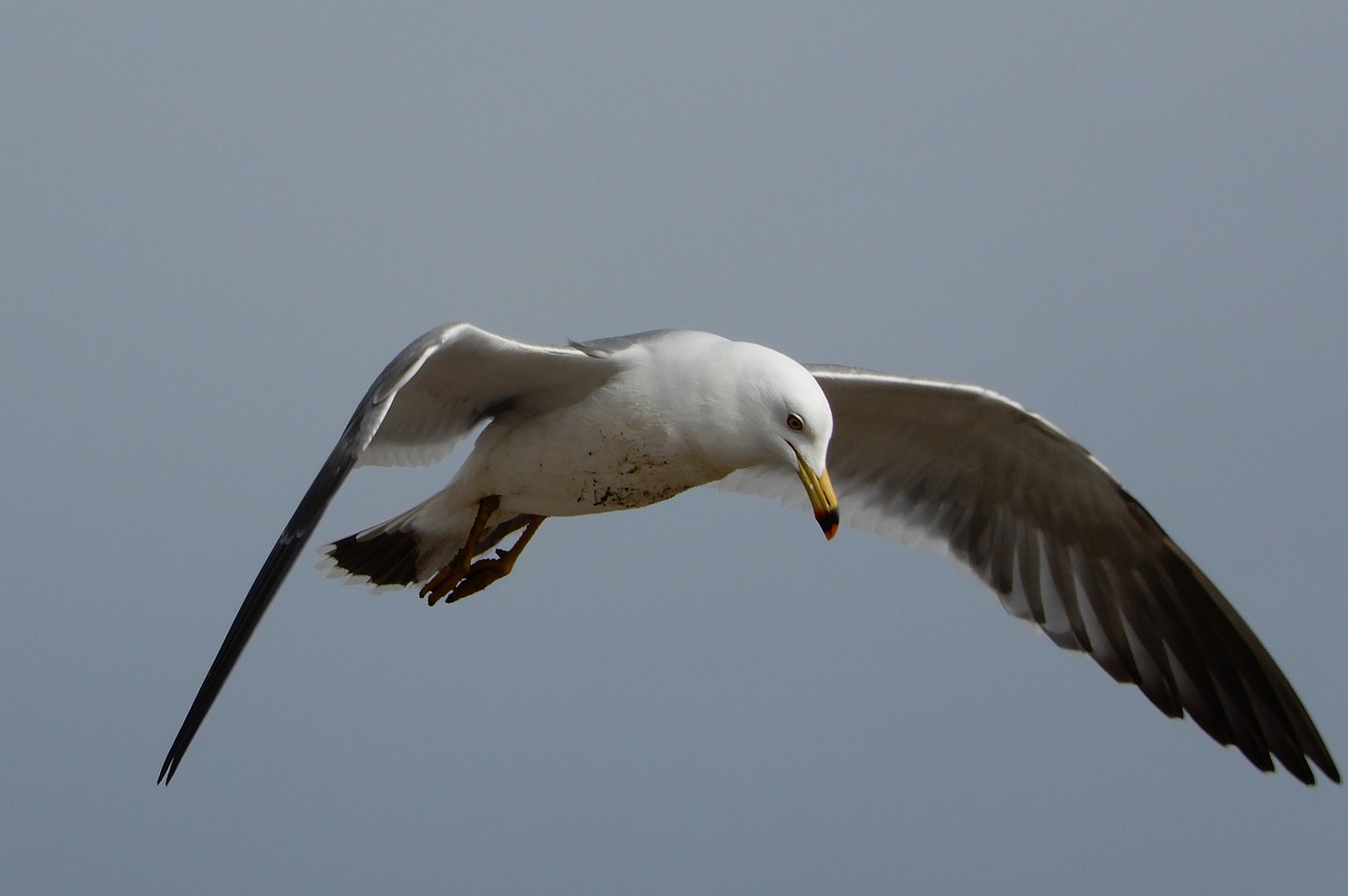 animal sky sea gull free photo