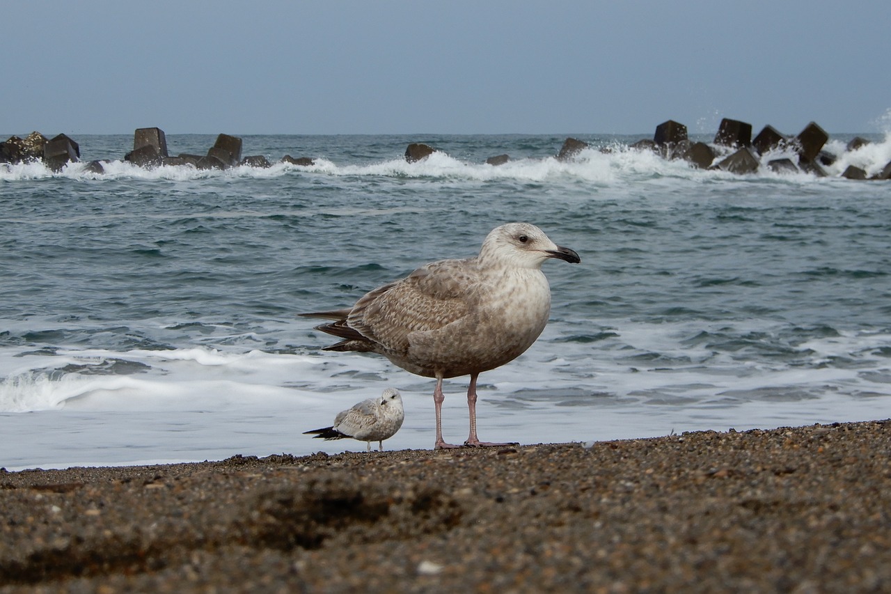 animal sea beach free photo