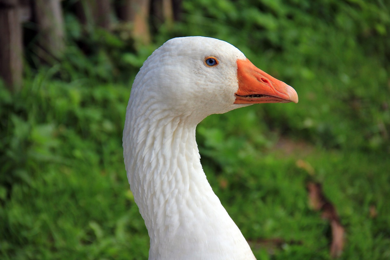 animal bird goose free photo