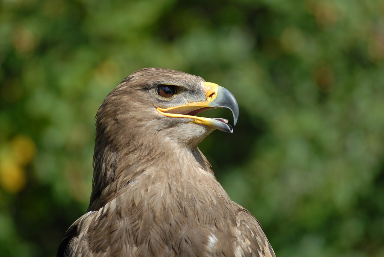 animal bird raptor free photo