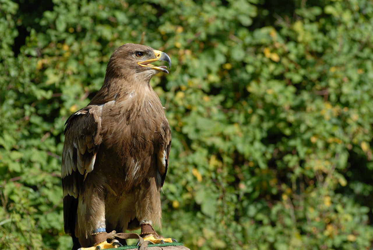 animal bird raptor free photo