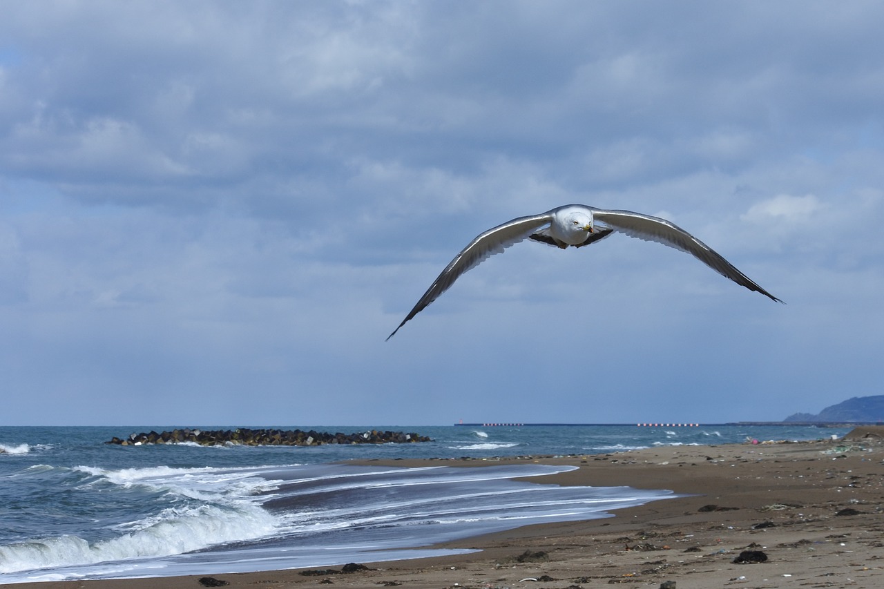 animal sky cloud free photo