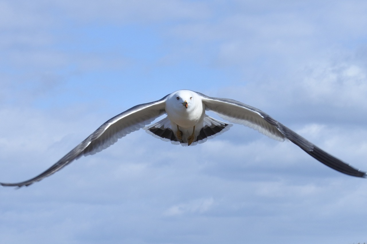 animal sky cloud free photo