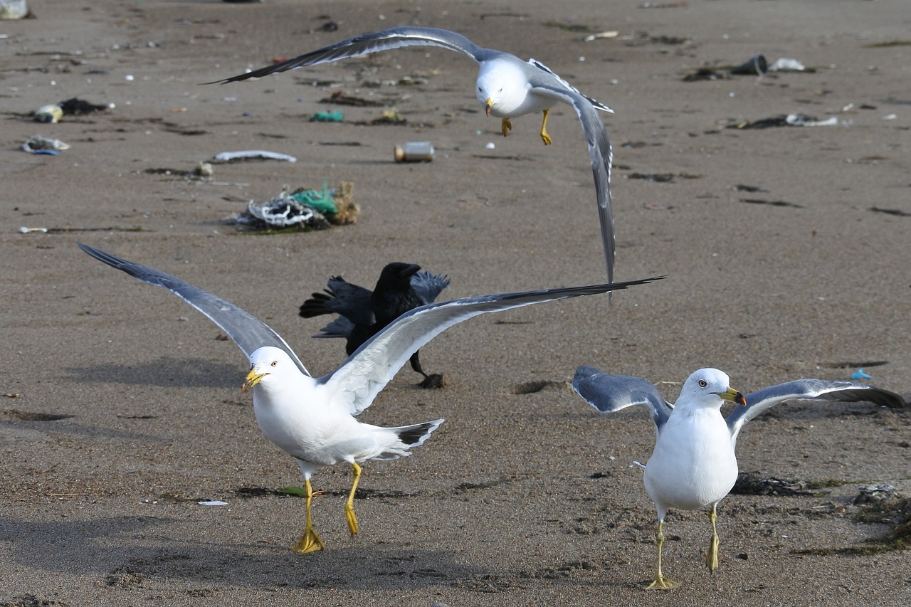 animal beach sea gull free photo