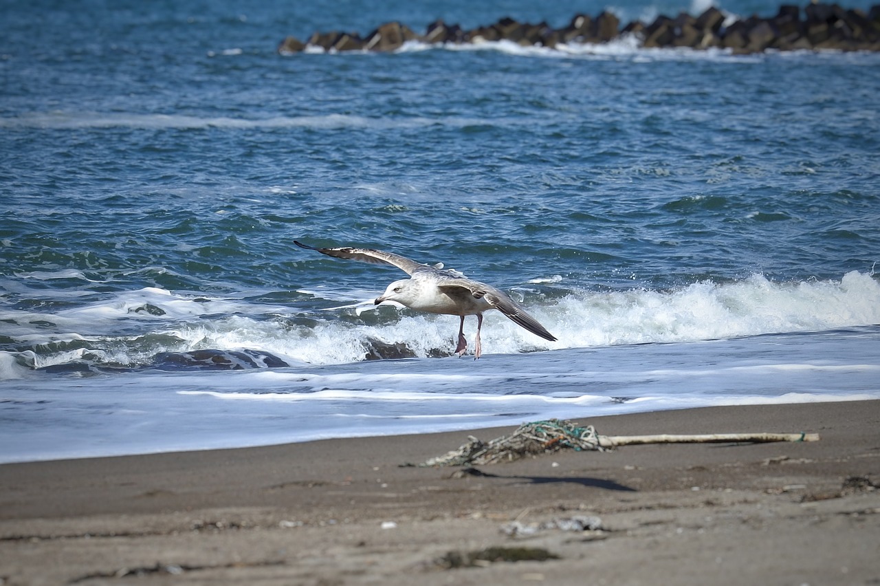 animal sea beach free photo