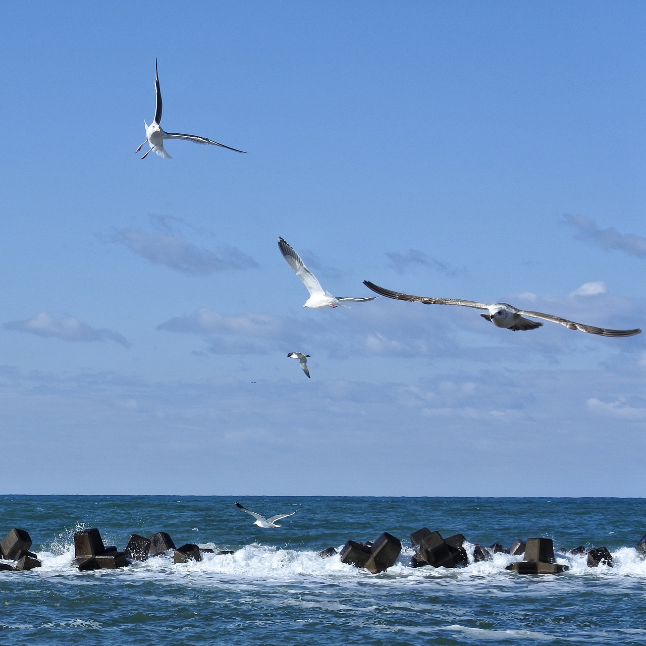 animal sky cloud free photo