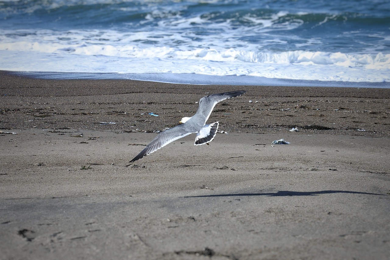 animal sea beach free photo