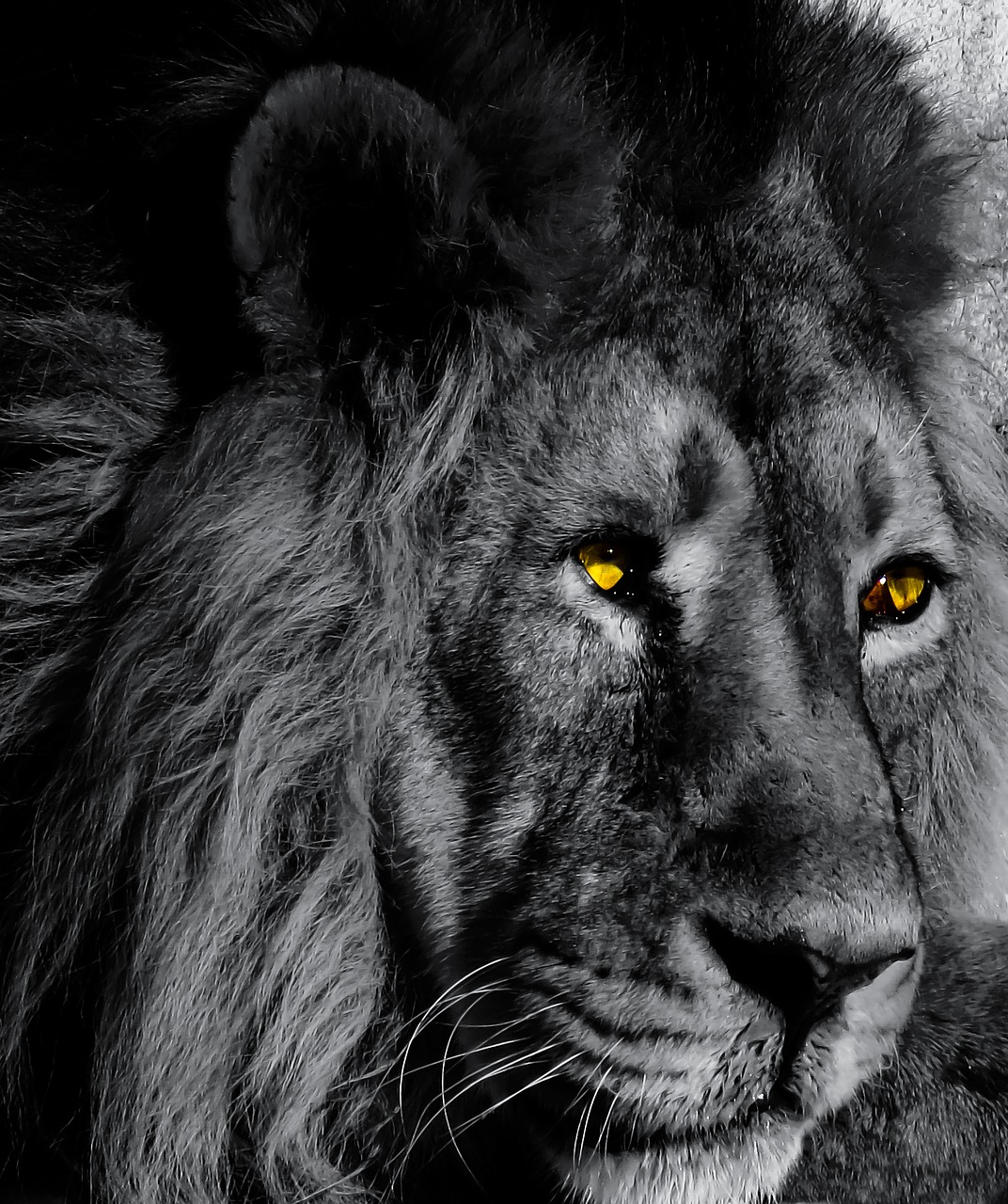 animal lion big cat free photo